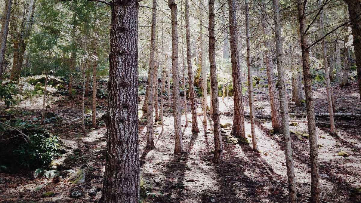 Lichteinfall zwischen hohen Bäumen im Wald