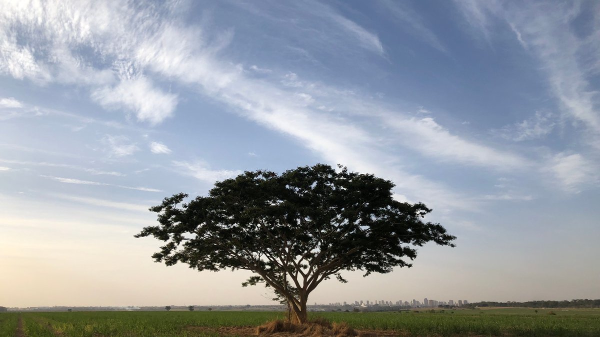 Einzelner Baum in weitem Feld unter bewölktem Himmel